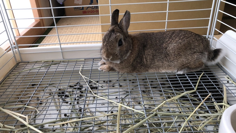 我が家のうさちゃん