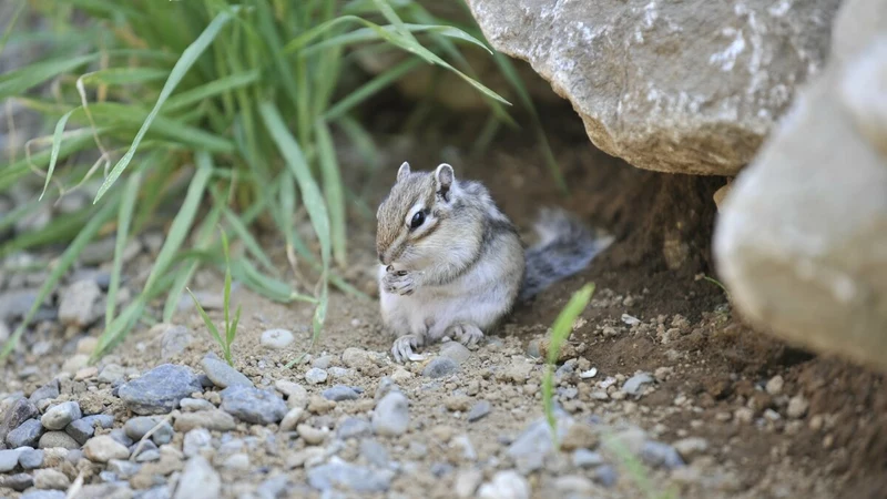 北区にある公園、グリーンセンターで撮影したシマリス。シマリスは動物の中でも至高の動物です。