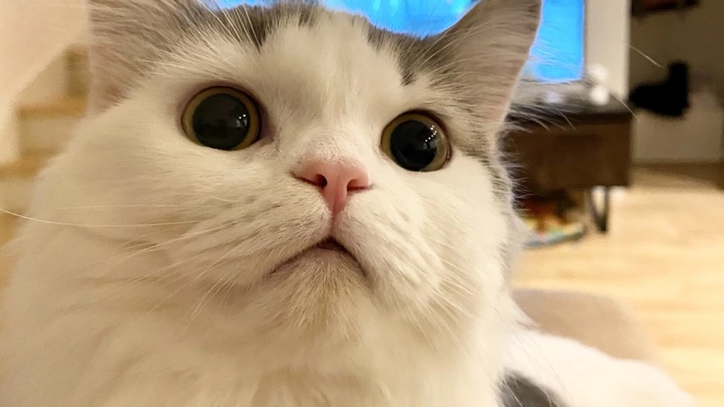 ねこ2