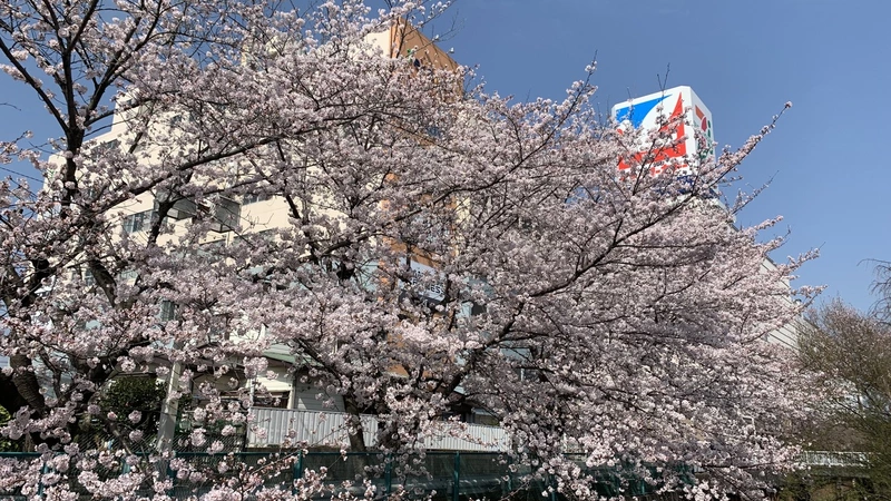 イトーヨーカドー久喜店の近くの桜です。毎年の楽しみです！