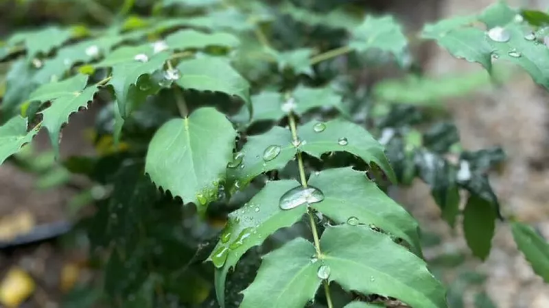 四季折々、雨でも晴れでも。目を楽しませる緑。