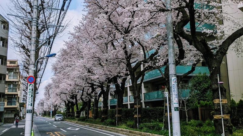 桜田通りの桜並木とザ・ガーデンズ東京王子