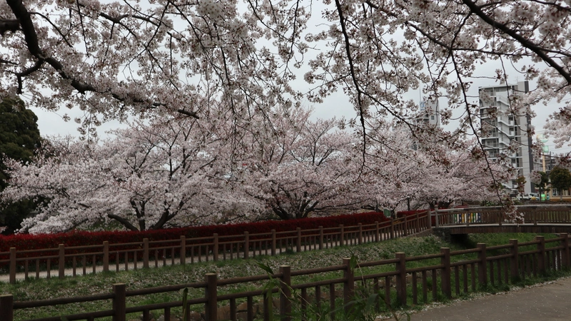桜の見所満載の東浦和。春が楽しみ。
