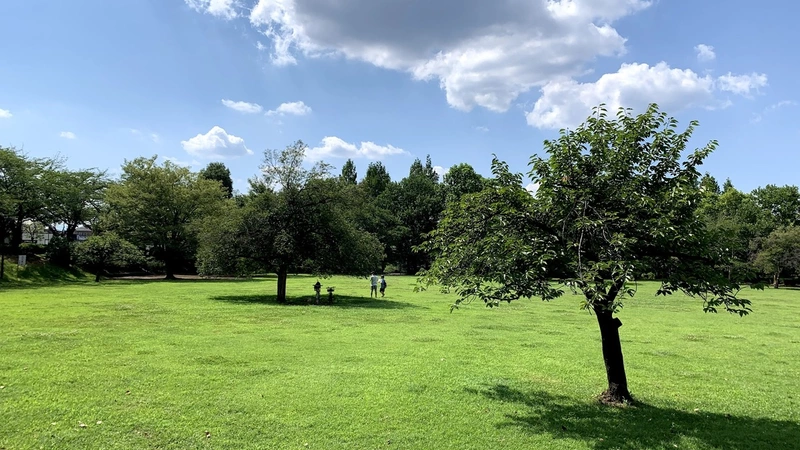 川越市御伊勢塚公園の芝生広場です。アスレチックや池などもあり、カブトムシやクワガタも取れるので子どもが大好きな公園です。