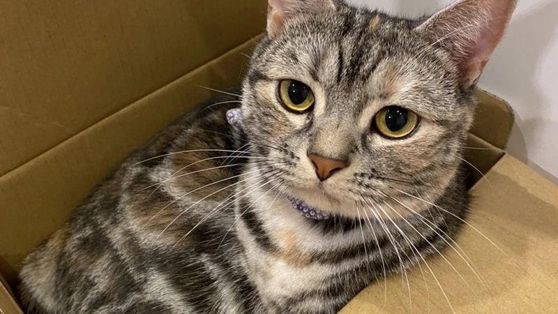 ねこ1