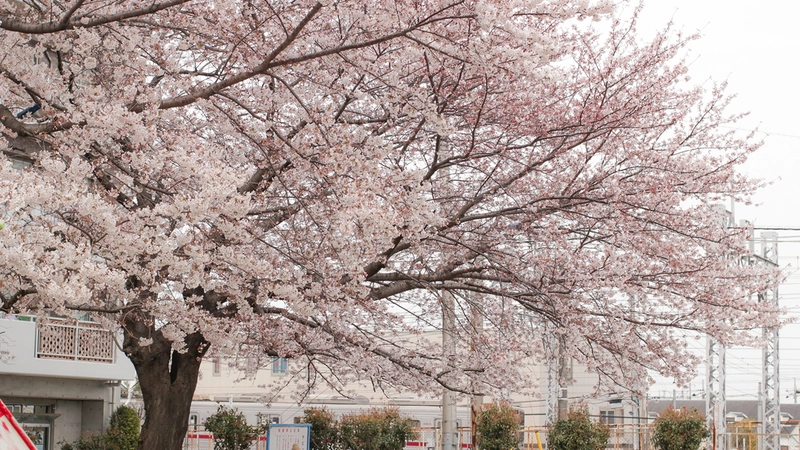 和光市駅近くの小さな公園は電車を眺めながらお花見できる隠れた人気スポット