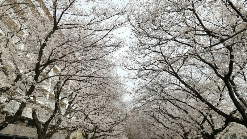 ふじみ野市福岡中央公園の桜並木です。4月は花見客が大勢訪れます。上福岡駅から徒歩5分ほどで行けます。駐車場はありませんが、パーキングは周りに多くあります。