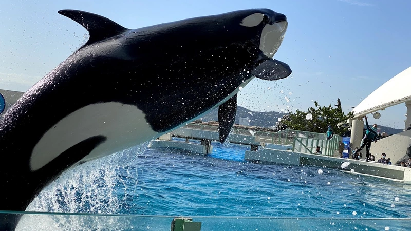 水族館も好きで全国回ってます。埼玉には水族館が少ないのがネック。
写真は千葉県の鴨川シーワールドのシャチ、ラビーちゃん。